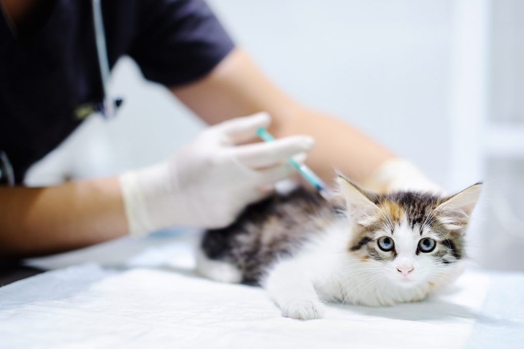 Braun weiß gefleckte Katze auf Behandlungstisch wir von Hand gehalten während andere Hand ihr eine Spritze gibt