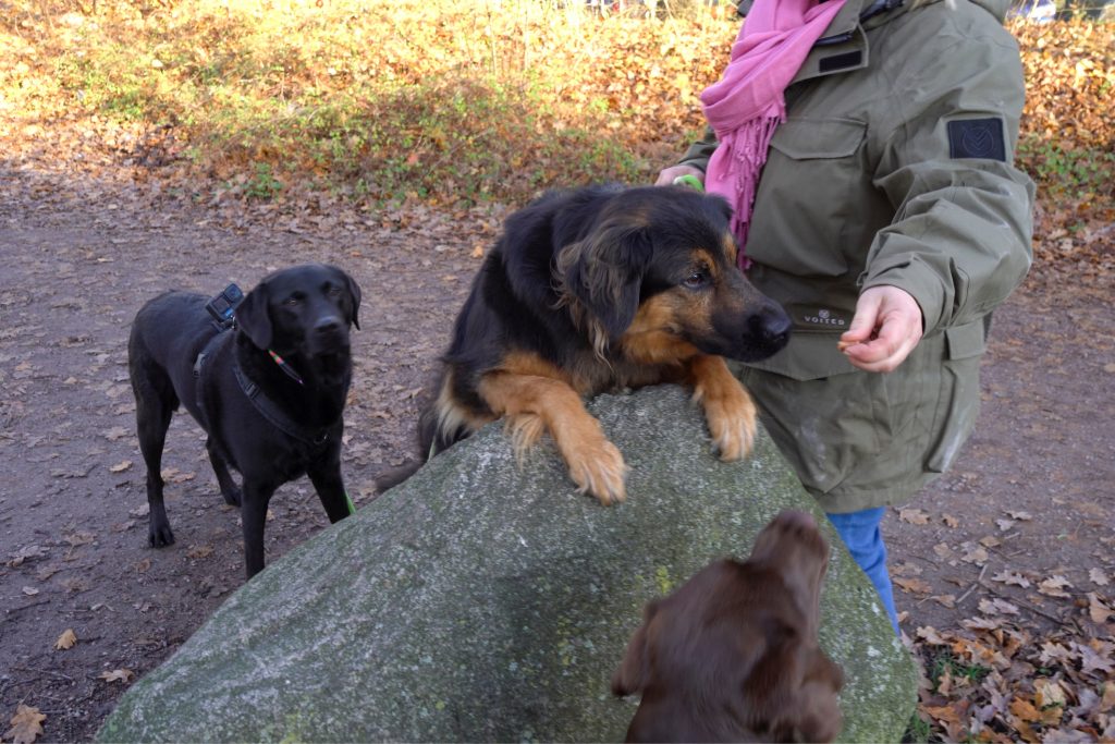 Frau hält Hunden Leckerli hin