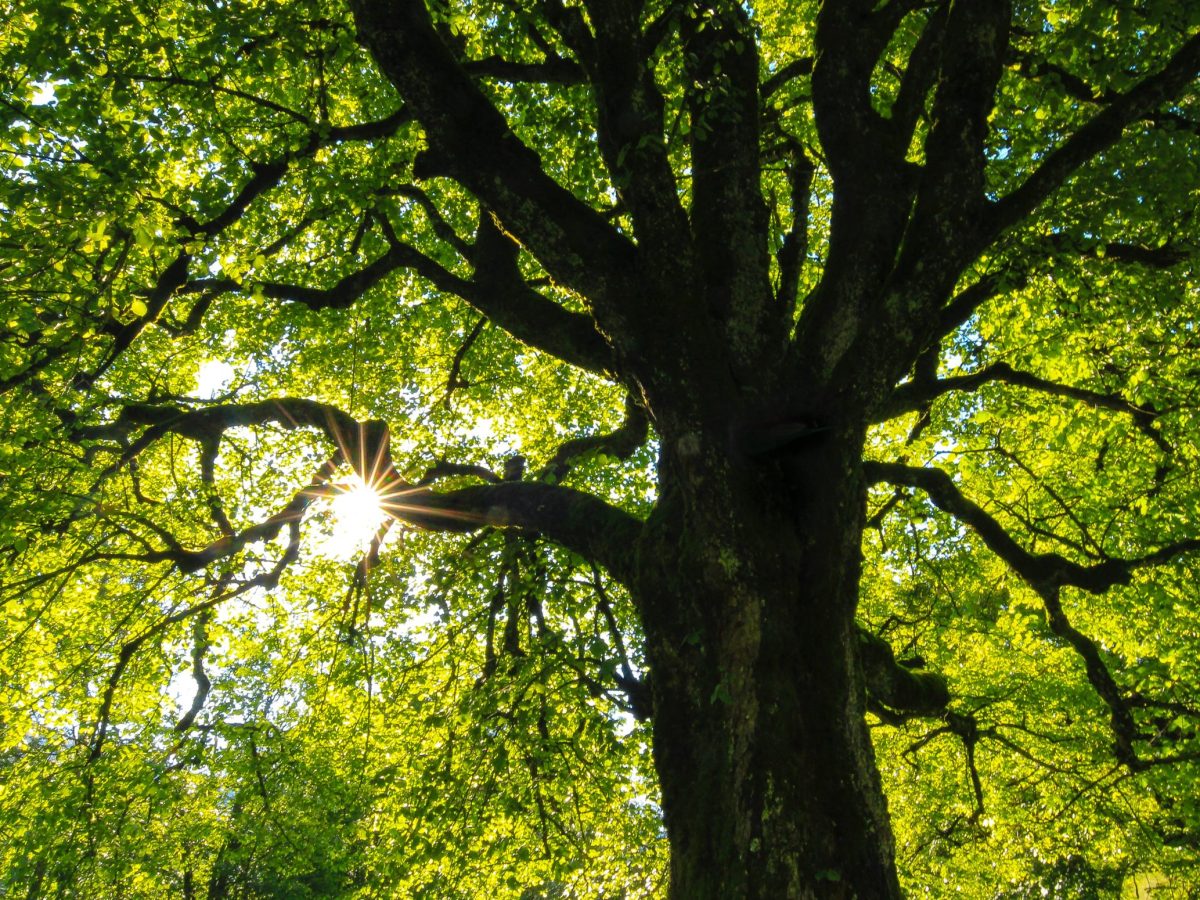 Großer Baum