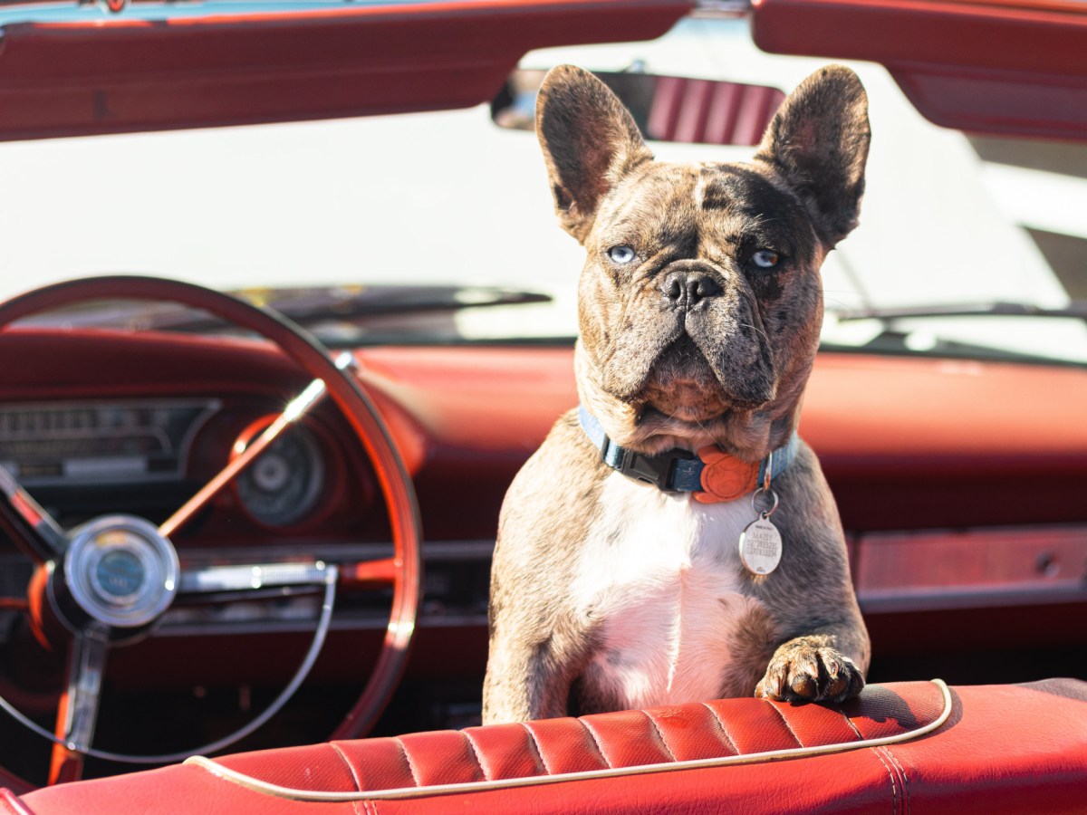 Hund sitzt im Auto