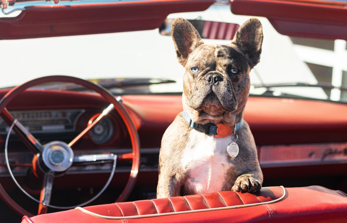 Hund sitzt im Auto