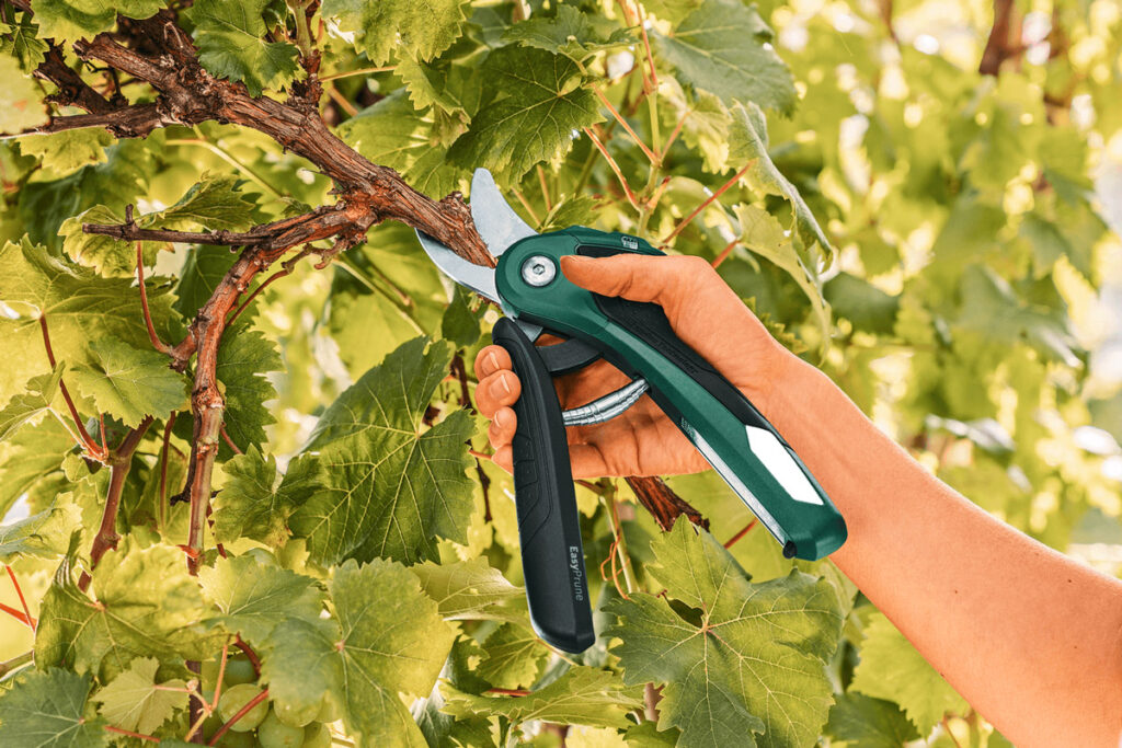 Frau schneidet mit Gartenschere eine Ast mit knospenden Blüten ab.