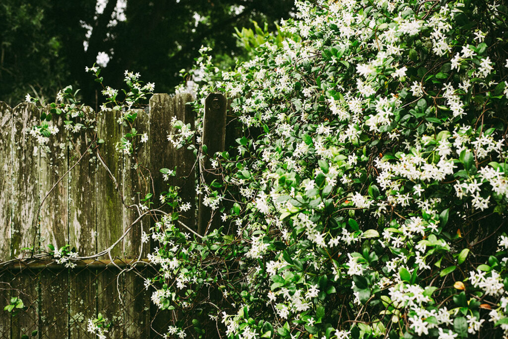 erschiedene Wildsträucher ersetzen im Ökogarten die konventionelle Hecke