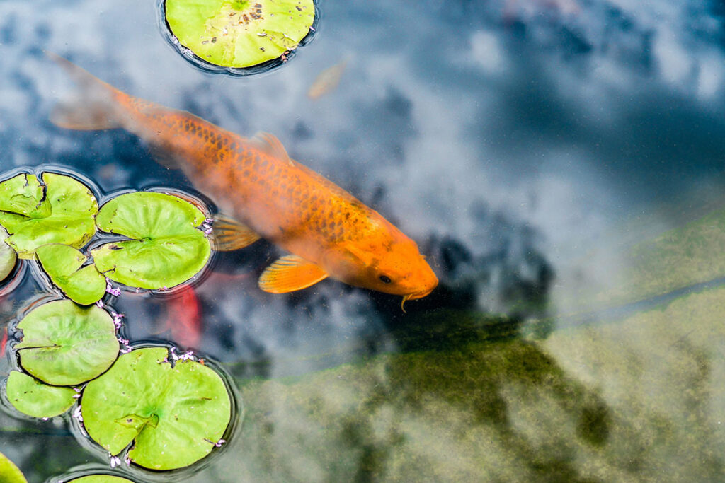 Gartenteich mit Goldfisch