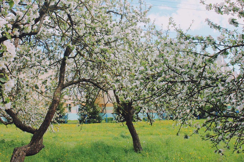 Blühende Obstbäume auf einer Wiese.