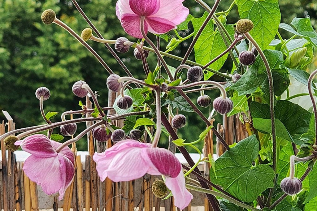 Blumen Nahaufnahme