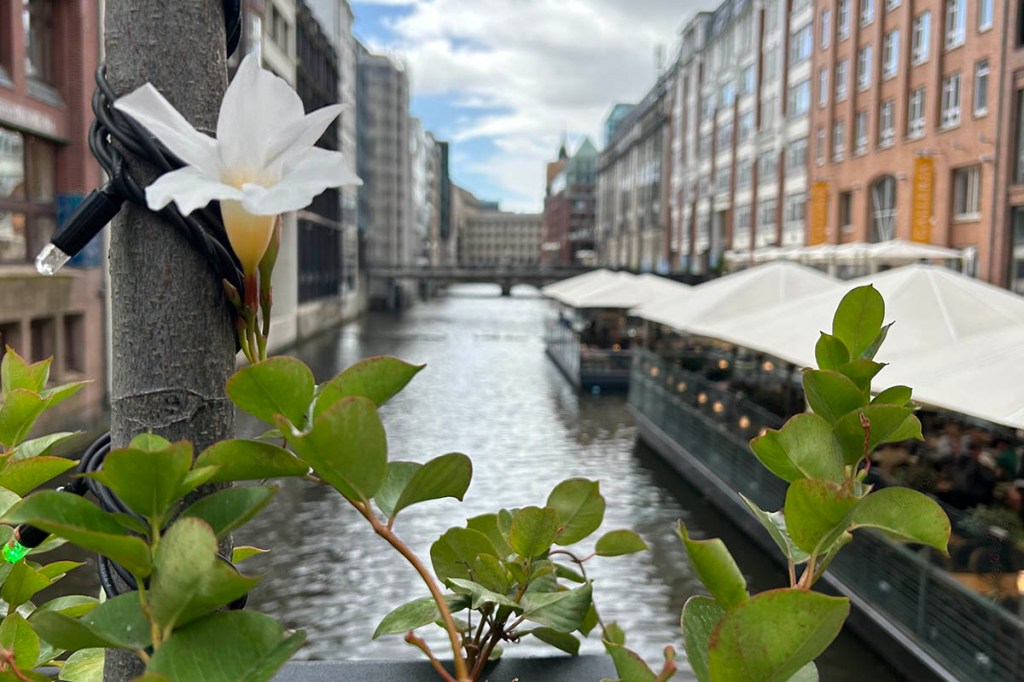 Blume vor Wasserkanal an der Hamburger Alster