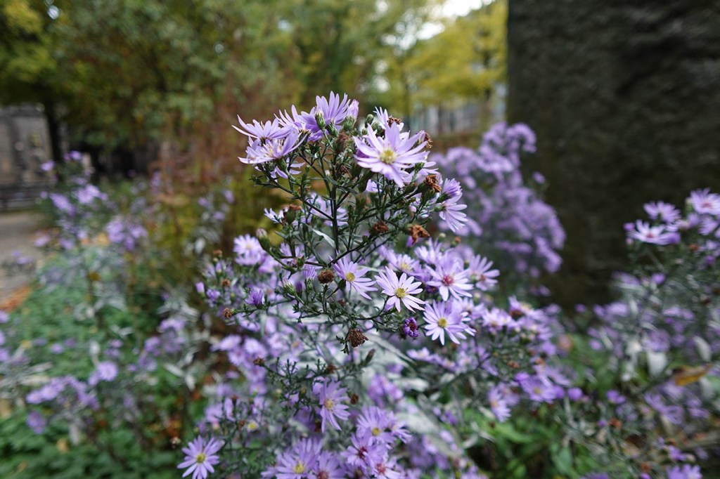 Foto von lila Blumen vor grünen Büschen