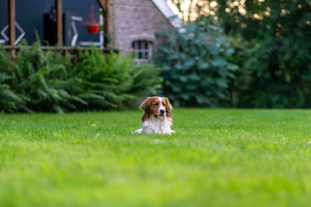 Ein Hund liegt auf einer Wiese vor einem Haus.