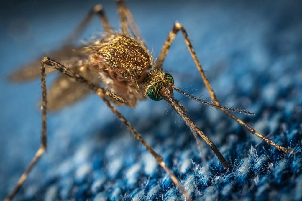 Großaufnahme Mücke auf blauem Untergrund