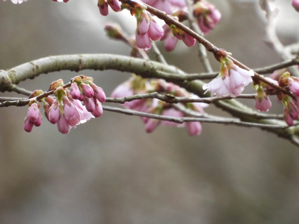 Blüten an einem Kirschbaum, vom selben Punkt aus fotografiert. Einmal mit 100, einmal mit 3.000 mm Brennweite