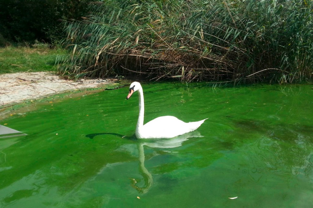 Ein Schwan schimmt auf einem See, der von Blaualgen befallen ist.