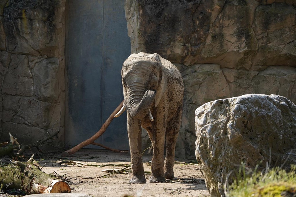 Elefant in einem Gehege unter freiem Himmel.