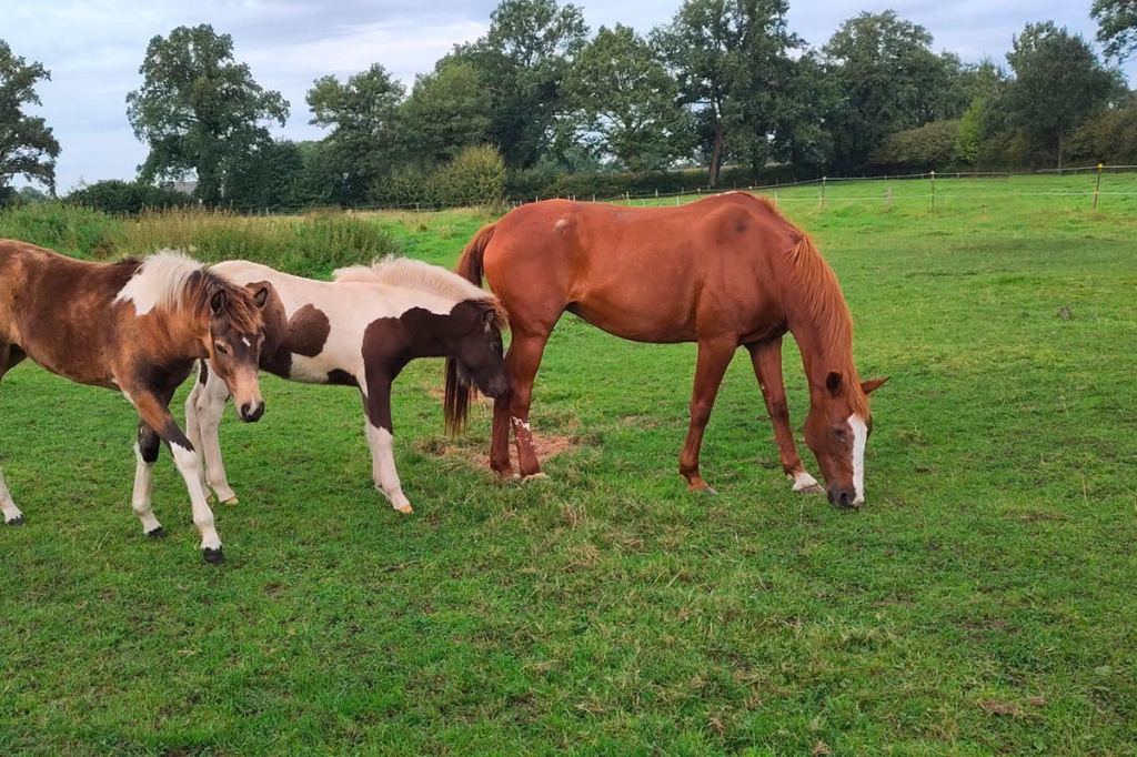 Ein Bild das nur noch drei Pferde auf einer grünen Wiese zeigt, das rechte wurde wegretuschiert.