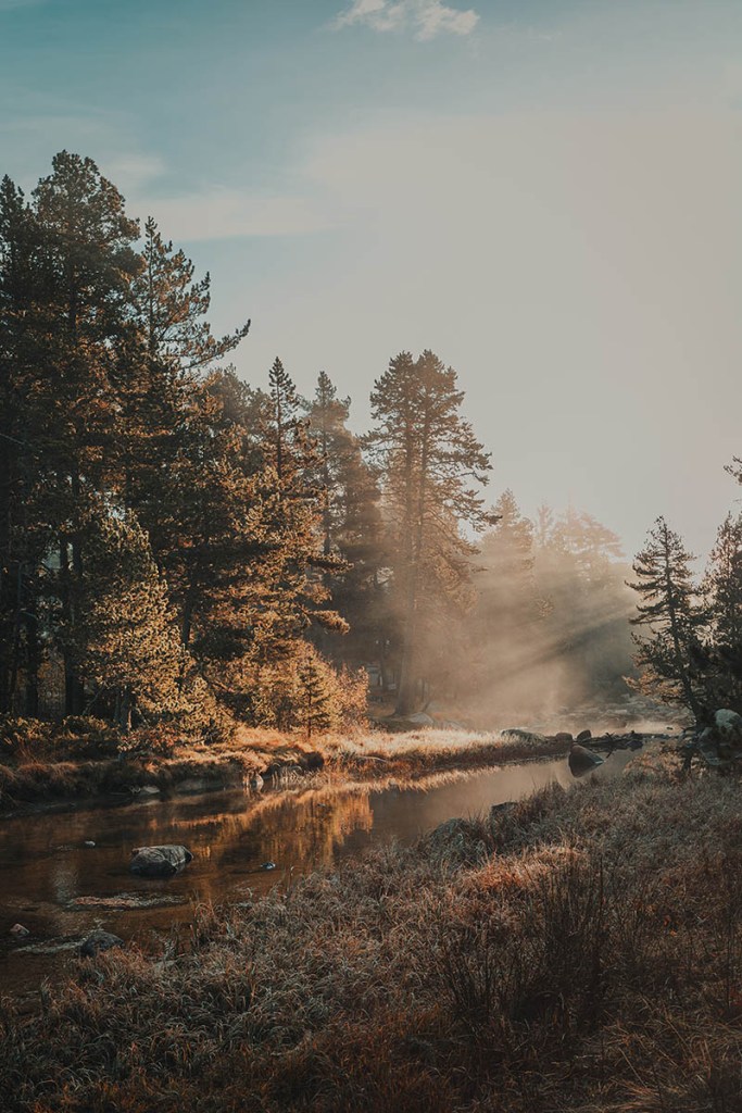 Landschaft mit Wald und Bach