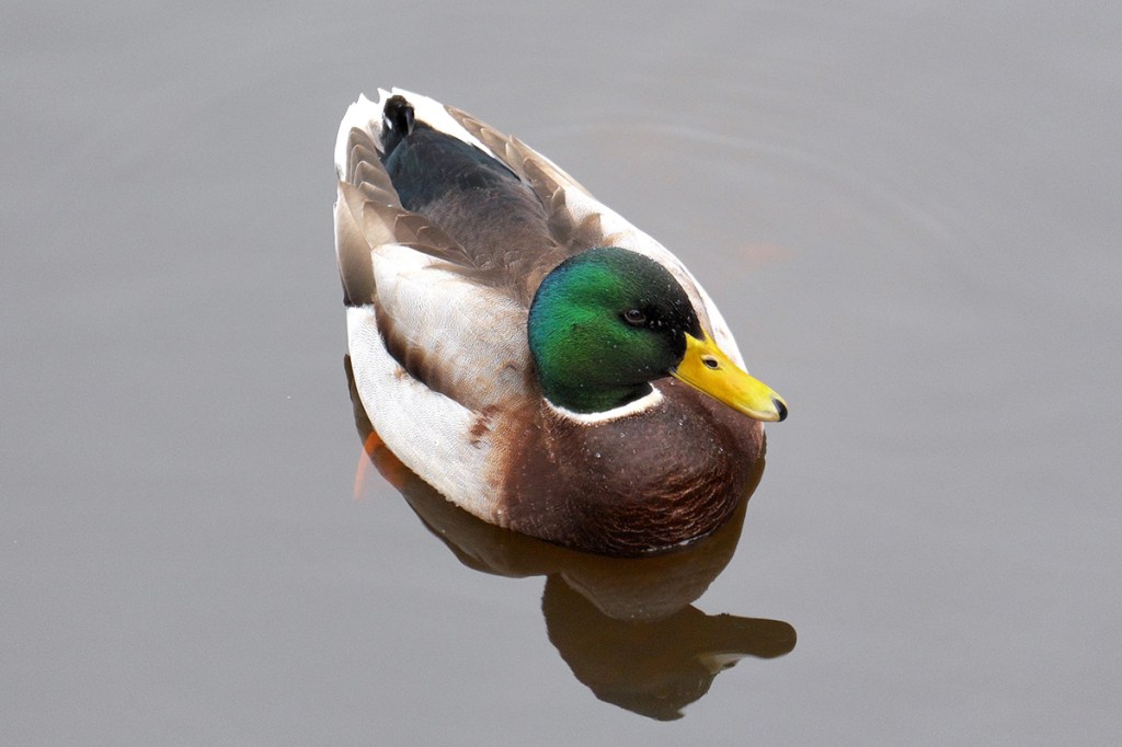 Foto von einer Stockente auf dem Wasser.