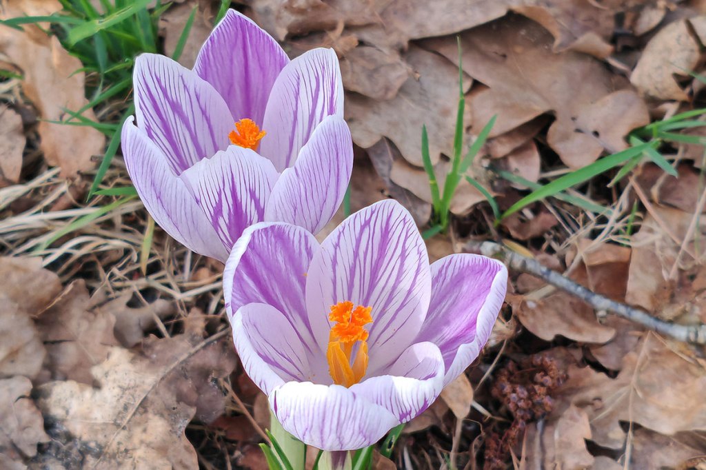 Zwei lila Blumen.