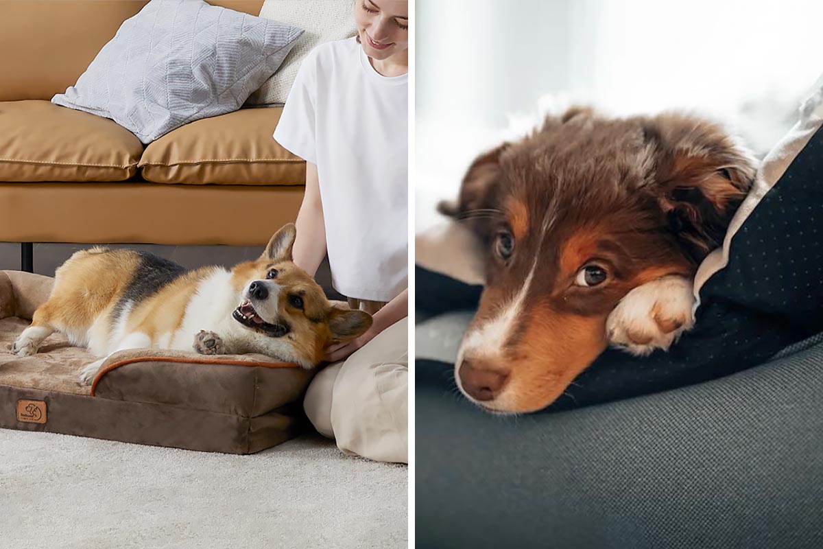 Zwei Hunde jeweils in einem Hundebett liegend.