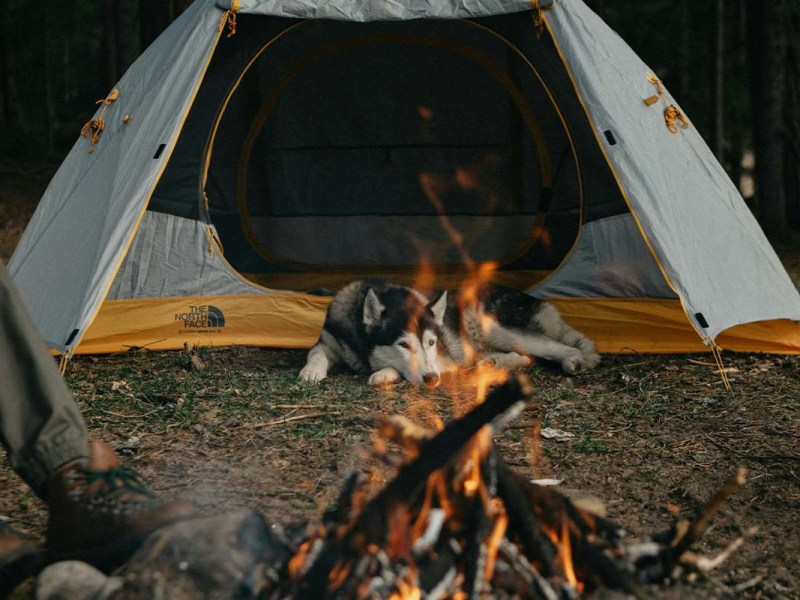 Camping mit Hund: Die besten Tipps für entspanntes Reisen