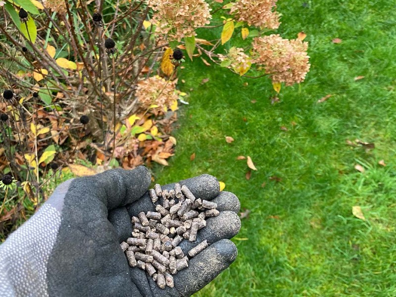 Handschuh mit Dünger im Vordergrund, im Hintergrund ein Herbstbeet und Rasen