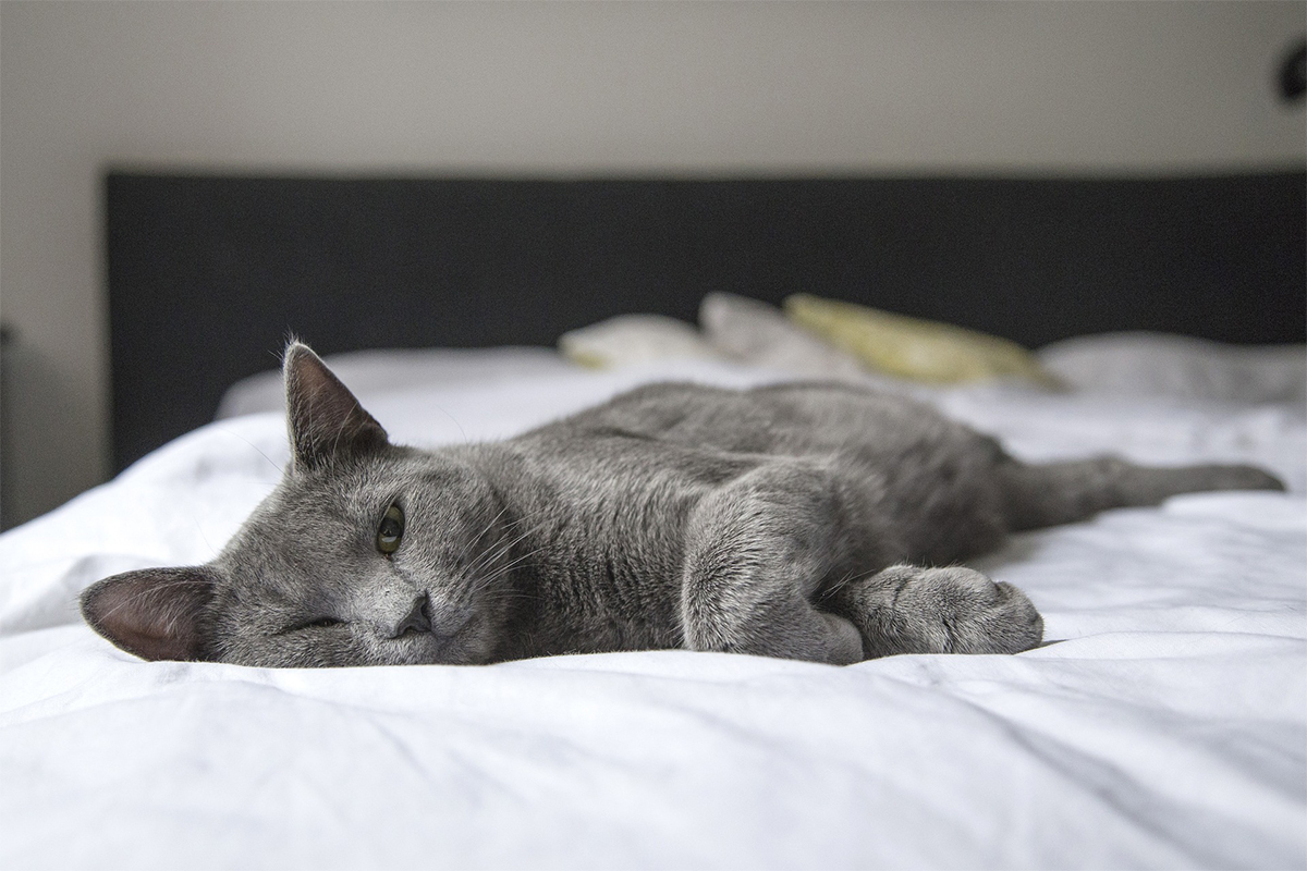 Eine graue Katze liegt in einem Bett